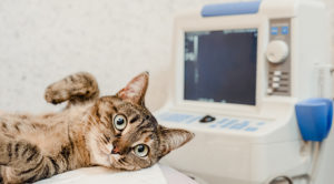 ultrasound