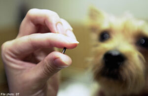 Microchip